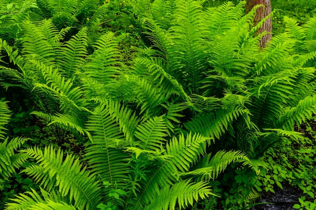 Plantas de samambaia verde na floresta na primavera