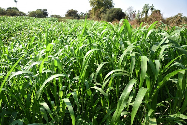 Plantas de sorgo crescendo no campo agrícola