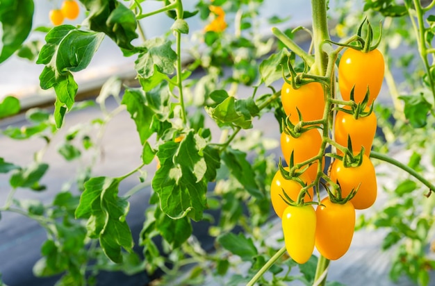 Plantas de tomate cereja amarelo crescendo em estufa