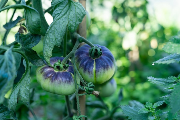 Plantas de tomate da variedade do mar azul Frutos de tomate verde Copiar espaço