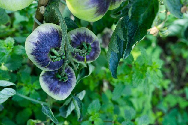 Plantas de tomate da variedade do mar azul frutos de tomate verde copiar espaço