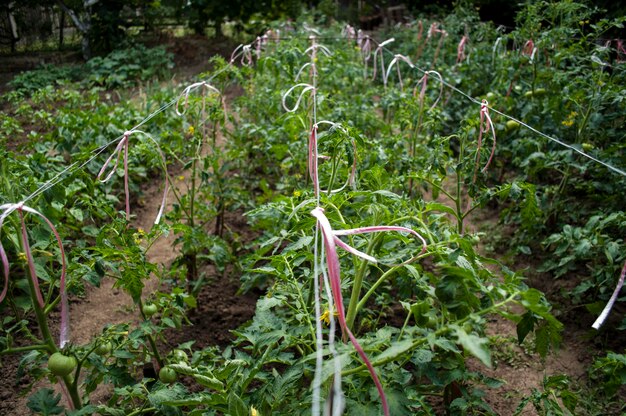 Foto plantas de tomate em cultivo na quinta