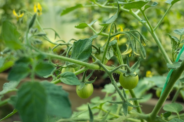 Foto plantas de tomate em estufa flores de tomate verde agricultura orgânica plantas de tomate jovem