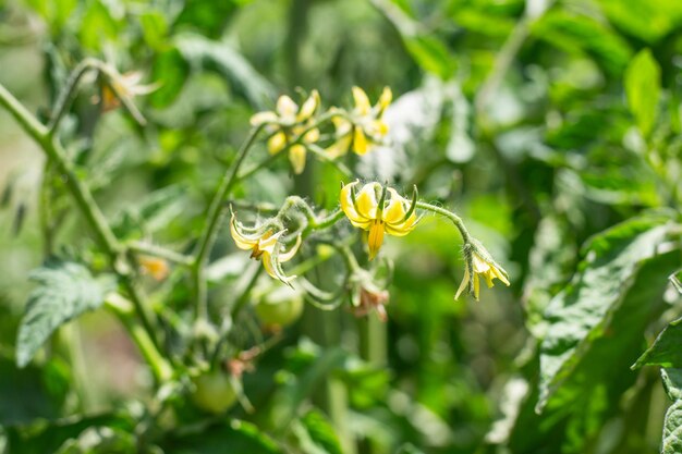 Plantas de tomate em flor no jardim flores amarelas em um dia ensolarado foco seletivo