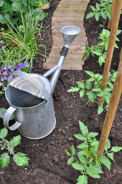 Plantas de tomate em uma horta com regador