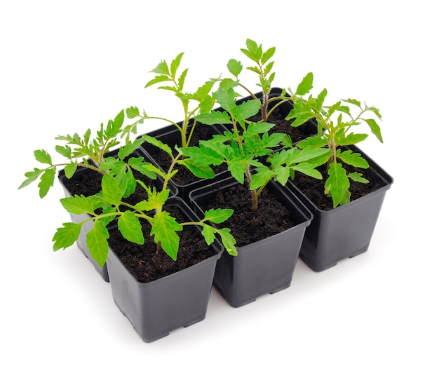 Plantas de tomate em vaso de plástico isoladas em fundo branco