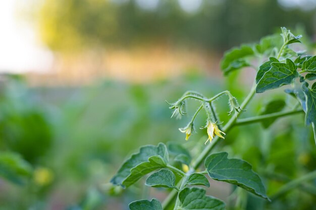 Foto plantas de tomate florescendo prontas para produzir