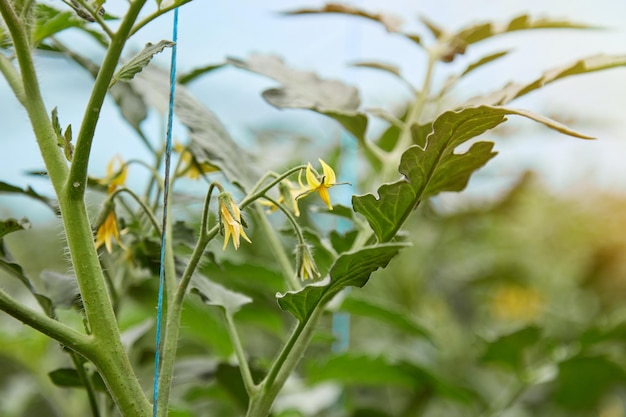 Plantas de tomate jovens cultivadas em uma estufa Tomates florescendo Trabalhos de primavera Copiar espaço