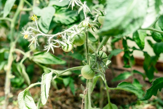 Plantas de tomate jovens verdes crescendo em estufa