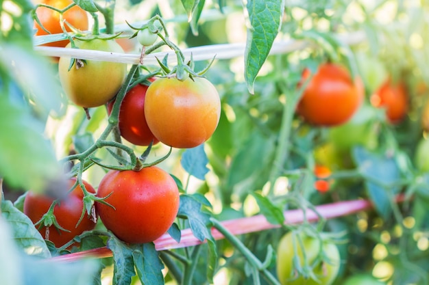 Foto plantas de tomates frescos