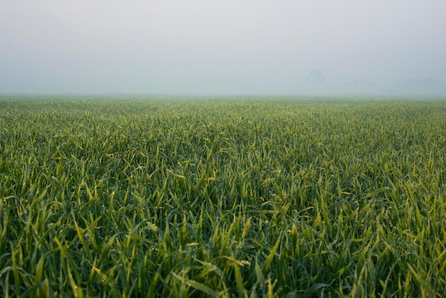 Plantas de trigo jovens crescem no solo. campos intermináveis incrivelmente bonitos da planta de trigo verde.