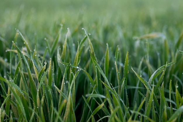 Plantas de trigo jovens crescendo no solo Incrivelmente belos campos intermináveis de trigo.