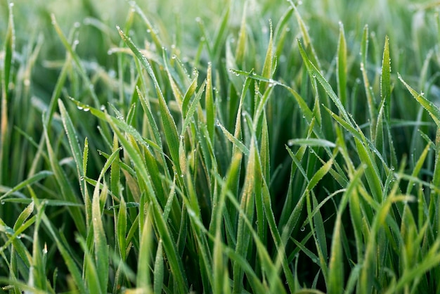 Plantas de trigo jovens crescendo no solo Incrivelmente belos campos intermináveis de trigo.