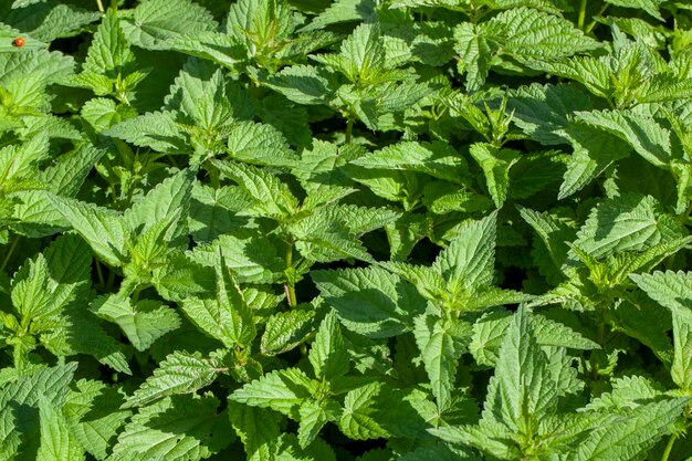 Plantas de urtiga verde na temporada de verão