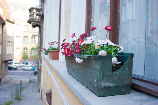 Plantas de vaso de flores