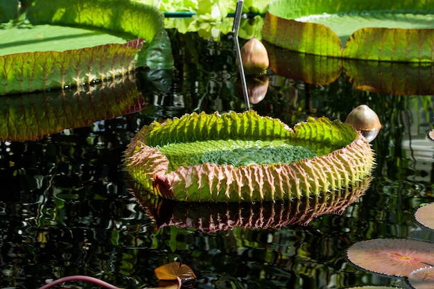 Plantas de victoria regia em laguna