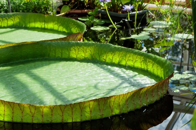 Plantas de Victoria Regia em laguna