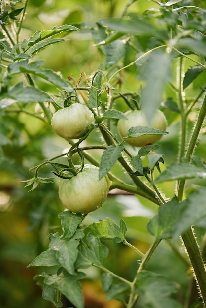 Plantas de videira de tomate crescendo no jardim
