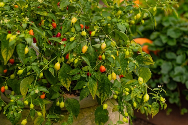 Plantas decorativas de pimenta no jardim