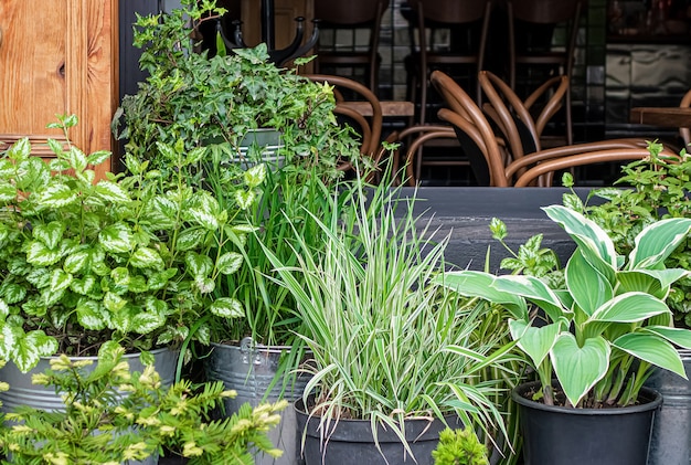 Plantas decorativas em vasos de flores ao ar livre no verão.