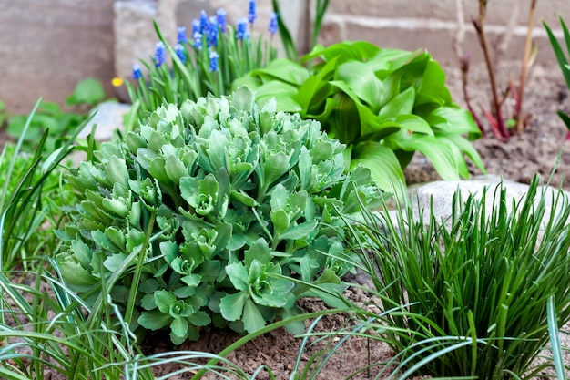 Plantas decorativas jovens no canteiro