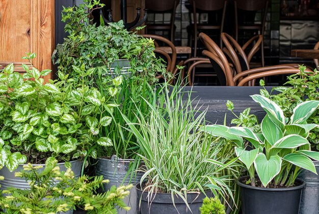 Plantas decorativas en macetas de pie al aire libre en verano.