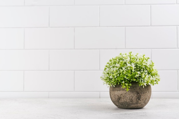 Plantas decorativas na mesa da cozinha