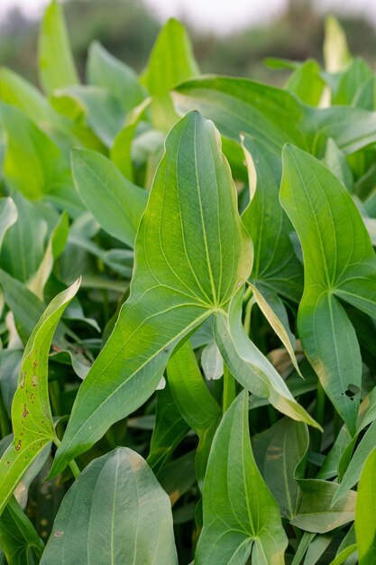 Plantas decorativas tropicales con hojas verdes de cerca