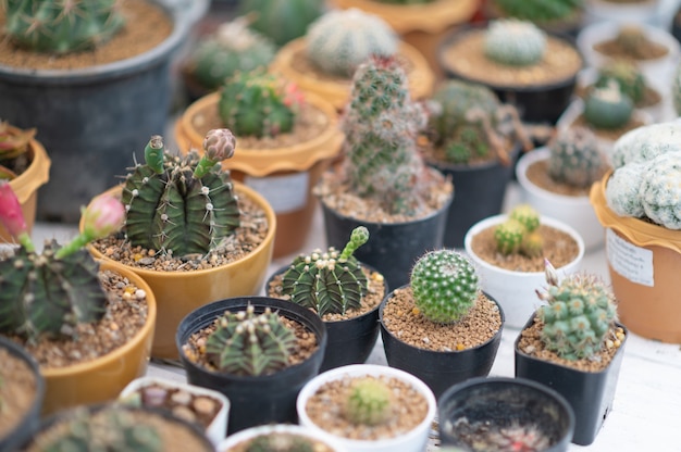 Plantas desérticas de foco seletivo em plantas pequenas. suculentas e cactos em diferentes potes de concreto. decoração para casa.