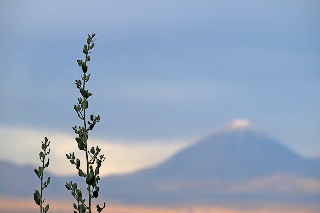 Plantas del desierto con borroso nevado Volcán Licancabur, San Pedro de Atacama, Chile
