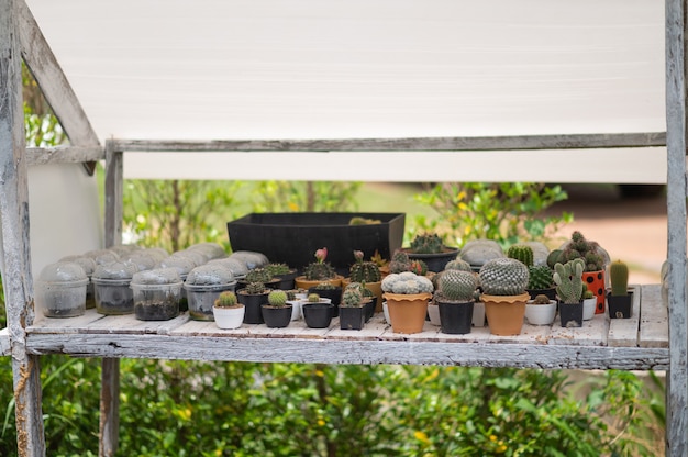 Plantas del desierto de enfoque selectivo en plantas pequeñas. Suculentas y cactus en diferentes macetas de hormigón. Decoración hogareña.