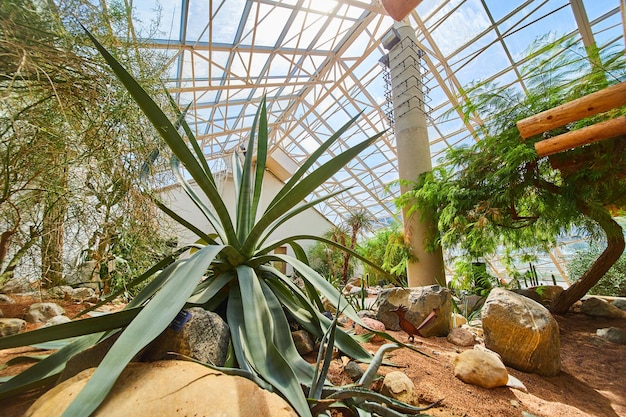 Plantas del desierto en invernadero con techo de cristal.