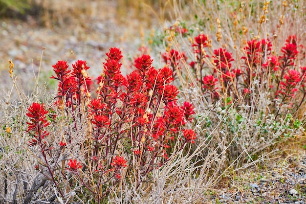 Plantas del desierto en llanuras cubiertas de flores rojas.