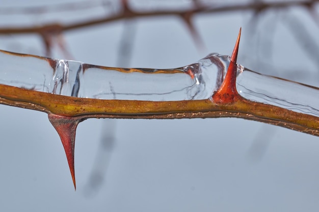 Plantas después de una lluvia helada Ramas de plantas y brotes cubiertos de hielo