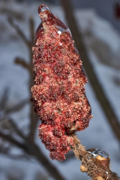 Foto plantas después de una lluvia helada ramas de plantas y brotes cubiertos de hielo