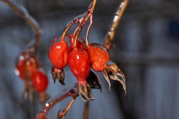 Plantas después de una lluvia helada Ramas de plantas y brotes cubiertos de hielo