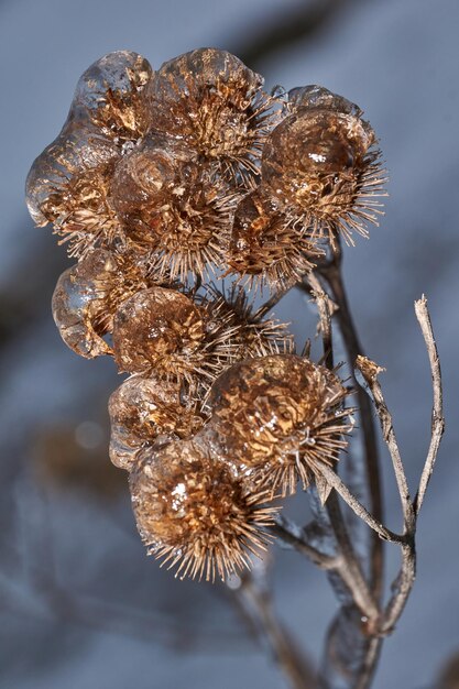 Foto plantas después de una lluvia helada ramas de plantas y brotes cubiertos de hielo