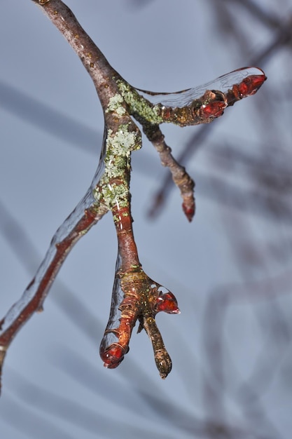 Plantas después de una lluvia helada Ramas de plantas y brotes cubiertos de hielo