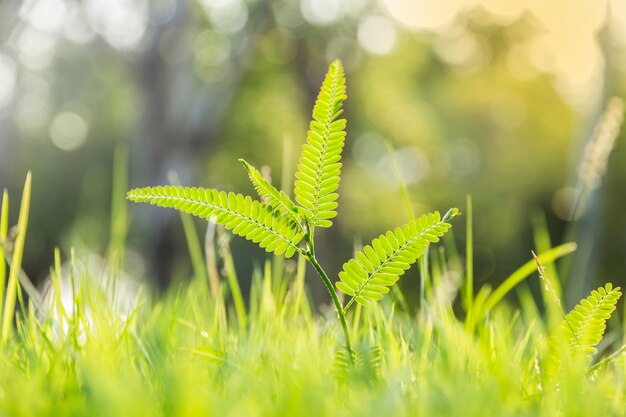 Plantas de diente de león