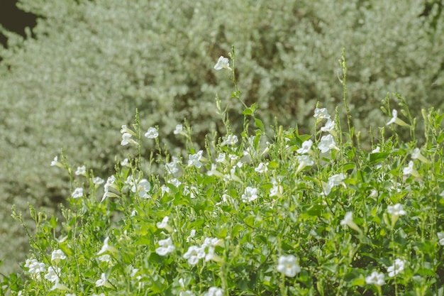 Plantas dientes de león flores del bosque