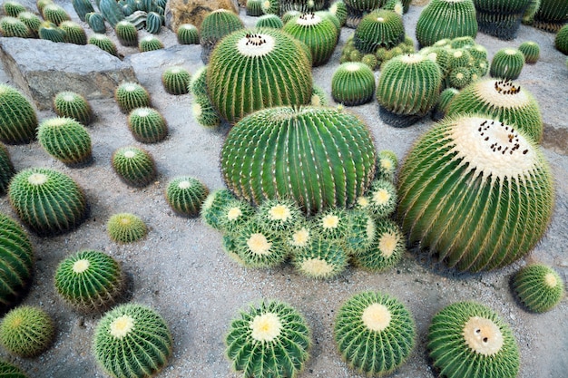 Plantas do deserto de cacto no campo.