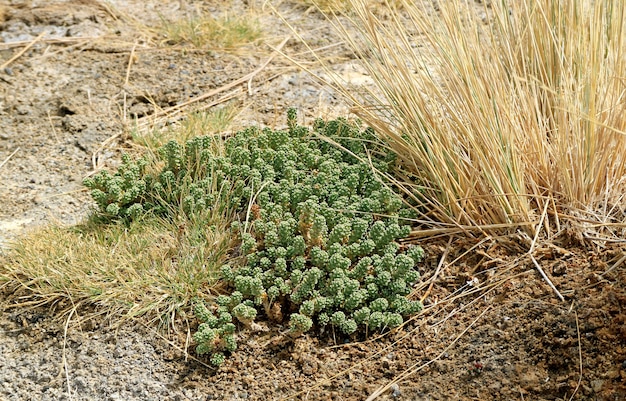 plantas do deserto na margem do lago de laguna hedionda o lago salino no altiplano andino bolivia