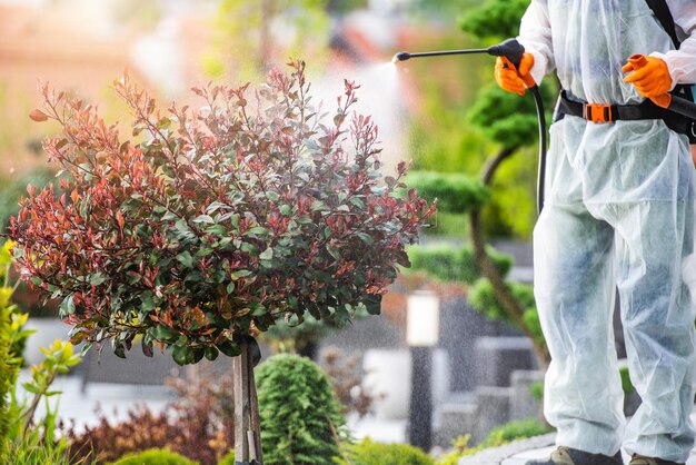 Plantas e árvores de jardim Trabalho com fungicida e pesticida