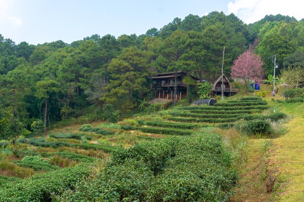 Foto plantas e árvores no campo por casa contra o céu