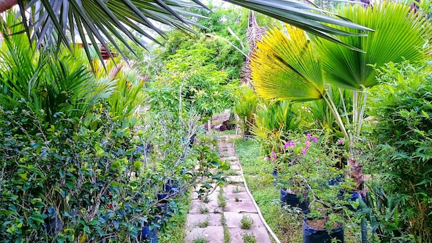 Plantas e árvores que crescem no jardim