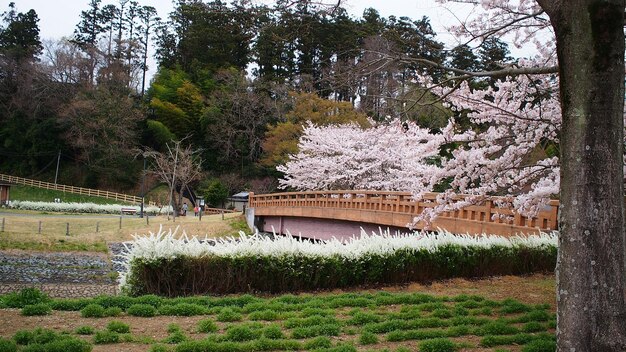 Plantas e árvores que crescem no parque durante a primavera