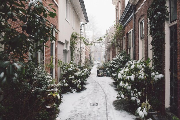 Plantas e casas cobertas de neve no inverno