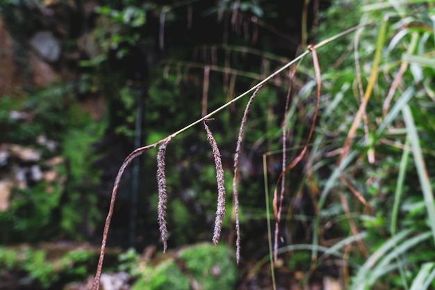 Plantas e ervas em Sintra