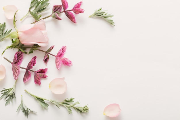 Plantas e flores em branco