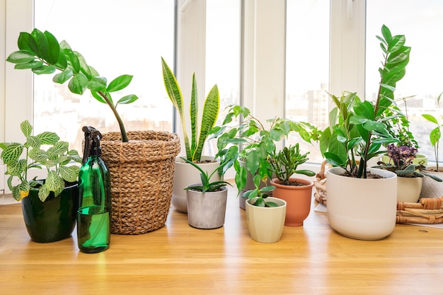 Plantas e flores em uma janela de madeira